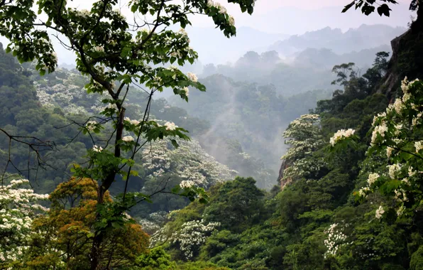 Картинка лес, горы, туман, цветение