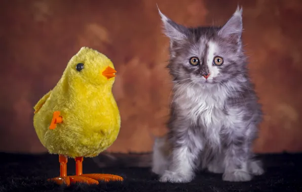 Кошка, взгляд, поза, темный фон, котенок, серый, игрушка, мордочка
