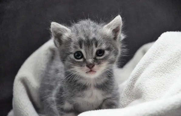 Кошка, взгляд, поза, котенок, серый, малыш, ткань, серый фон