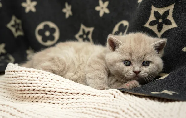 Кошка, взгляд, поза, темный фон, котенок, серый, символы, малыш