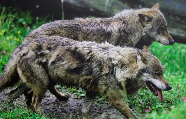 Nature, snow, predator, face, animal, wolf, wolves, wildlife