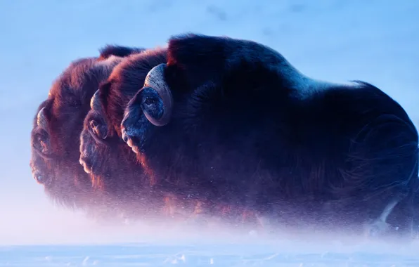 Картинка ice, animals, nature, animal themes, musoxes