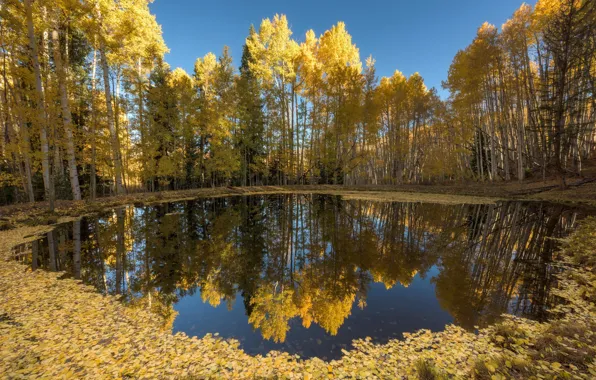 Картинка осень, лес, озеро