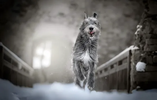 Картинка зима, снег, собака