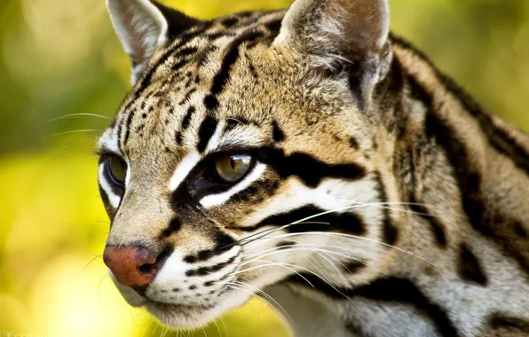 Глаза, усы, нос