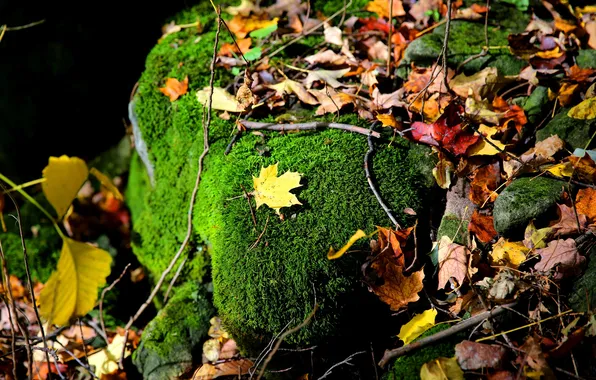 Картинка осень, листья, камень, мох