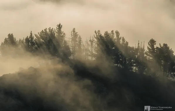 Картинка лес, тучи, туман, холм, photographer, Kenji Yamamura