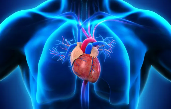 Картинка heart, man, medicine, lungs