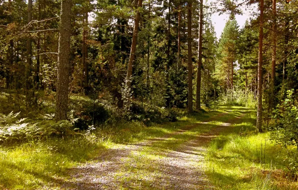 Картинка лес, лето, природа