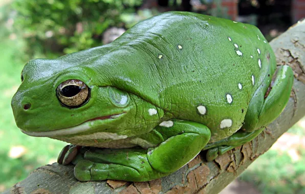Лягушка, тропический лес, земноводное, Litoria