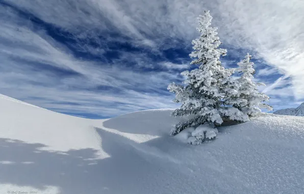 Зима, небо, облака, снег, дерево, ель
