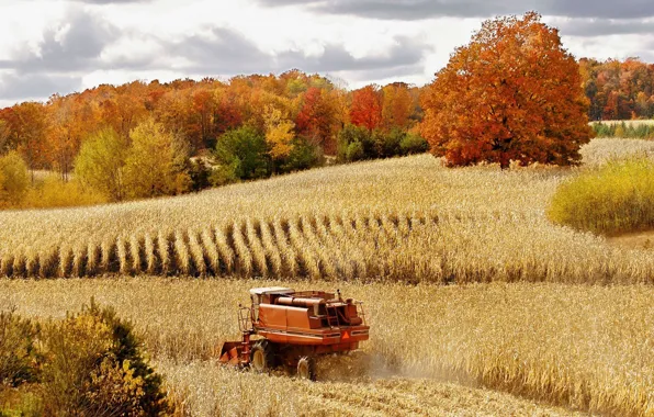 Картинка пшеница, поле, осень, лес, природа, урожай, комбайн