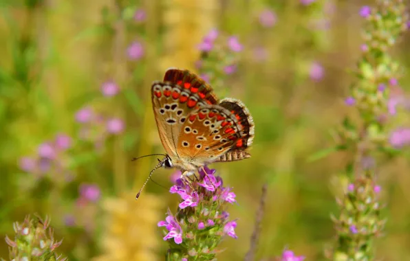 Картинка Макро, Цветы, Бабочка, Flowers, Macro, Butterfly