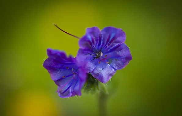 Цветы, природа, растение, лепестки