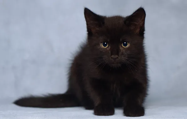 Взгляд, котенок, фон, малыш, чёрный котёнок
