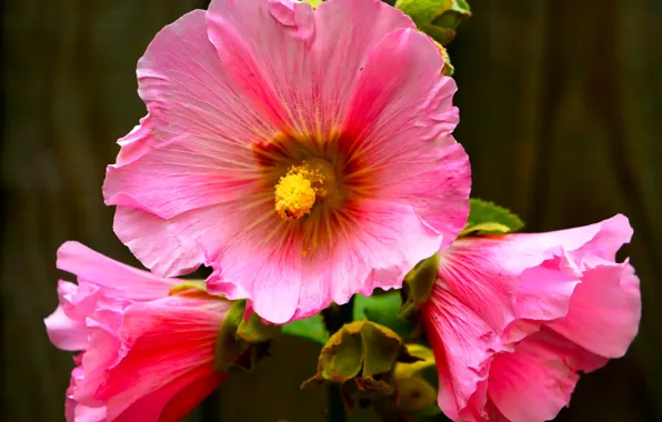 Flower, garden, blooming, mallow
