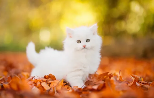 Осень, кошка, белый, взгляд, свет, природа, парк, котенок