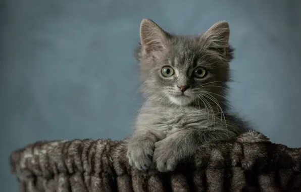 Кошка, взгляд, поза, котенок, серый, фон, портрет, лапки