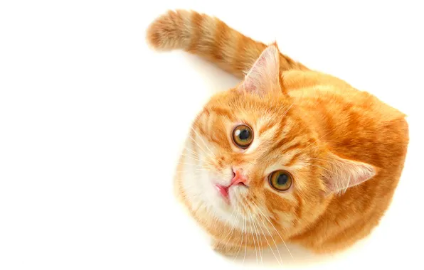 Картинка кошка, глаза, кот, взгляд, рыжий, зеленые, белый фон, смотрит