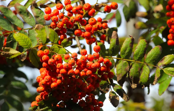 Red, fruit, twig, mountain ash