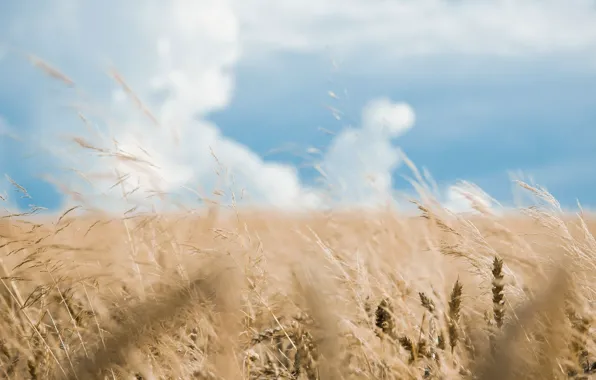 Картинка пшеница, поле, небо, трава, облака, колоски
