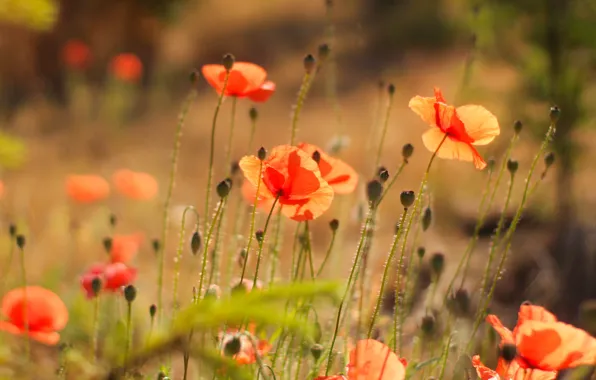 Red, field, poppy, meadow, blooming