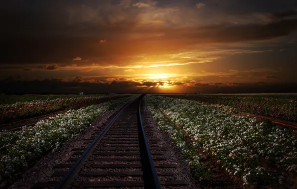 Картинка закат, цветы, поля, рельсы, даль, железная дорога