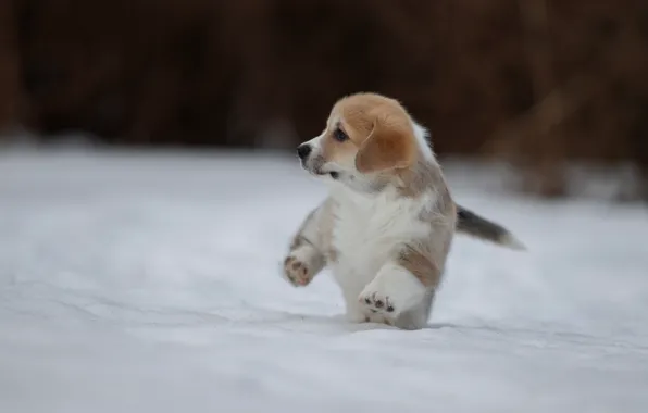 Картинка зима, снег, собака, щенок, прогулка, пёсик, Вельш-корги, Светлана Писарева