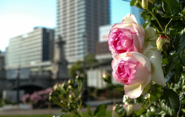 Фон, розы, розовые, бутоны, кусты