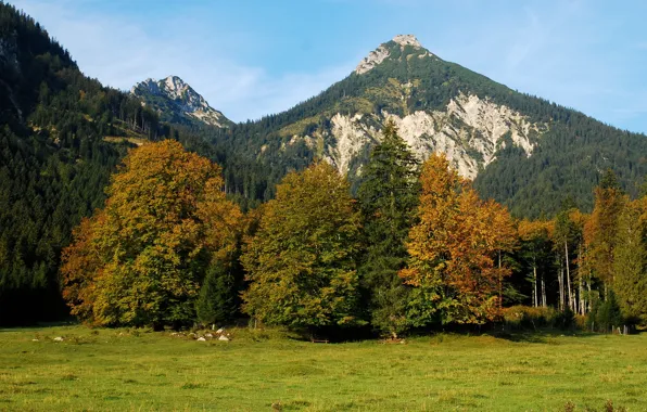 Лес, пейзаж, горы, природа, Австрия, Альпы