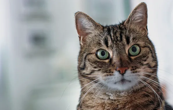 Кошка, кот, взгляд, фон, портрет, мордочка, зелёные глаза