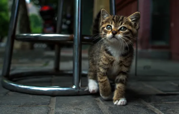Глаза, улица, Котенок
