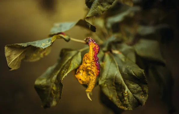 Макро, лист, боке, Leaf