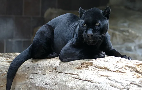 Картинка кошка, взгляд, морда, пантера, черная, лежит, смотрит, дикая