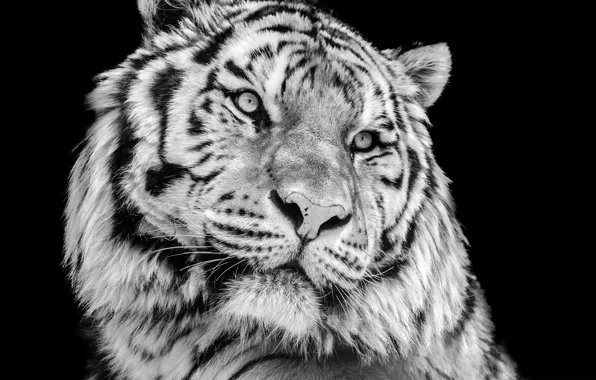 Крупный план, тигр, фото, портрет, хищник, черно-белое, черный фон