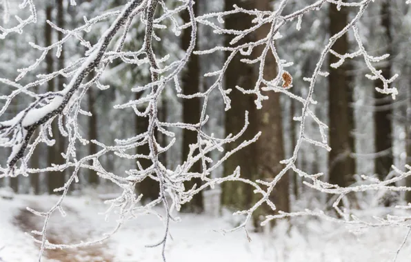 Winter, frozen, branches, woodland