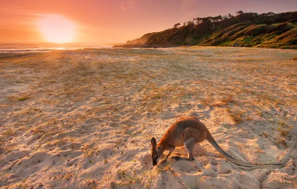 Пляж, закат, кенгуру