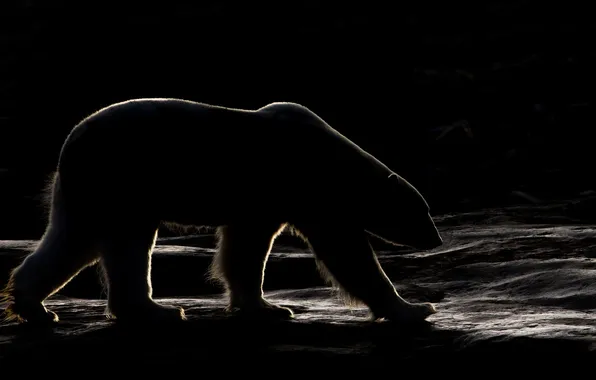 Картинка ночь, природа, медведь