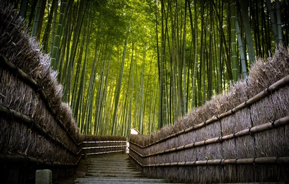 Дорога, забор, бамбук