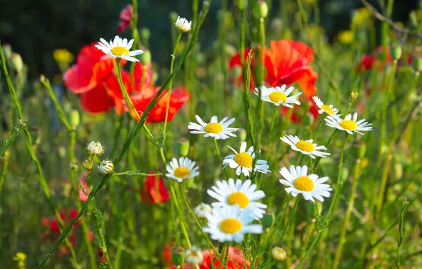 Flower, field, spring, poppy, meadow