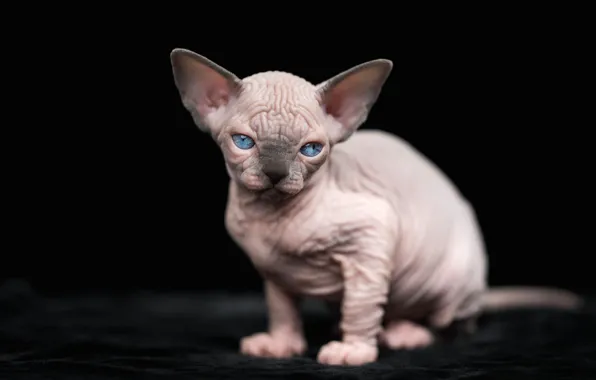 Кошка, взгляд, котенок, черный фон, мордашка, сфинкс