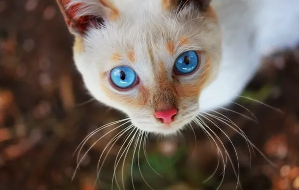 Картинка глаза, кот, фон, мордашка
