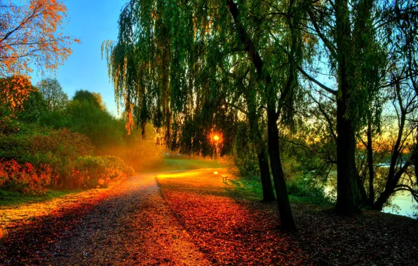 Картинка осень, лес, листья, вода, солнце, лучи, деревья, закат