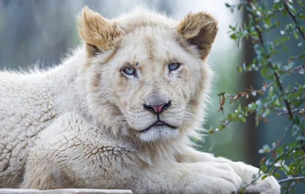 Картинка кошка, морда, голубые глаза, львёнок, белый лев, ©Tambako The Jaguar