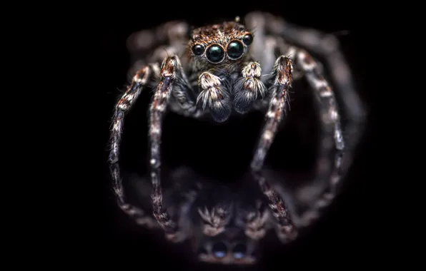 Картинка природа, фон, паук