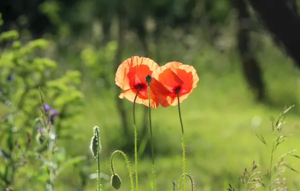 Red, summer, flower, poppy, meadow, blooming