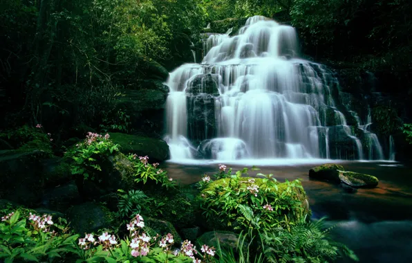 Картинка зелень, лето, цветы, природа, темный фон, камни, скалы, растительность