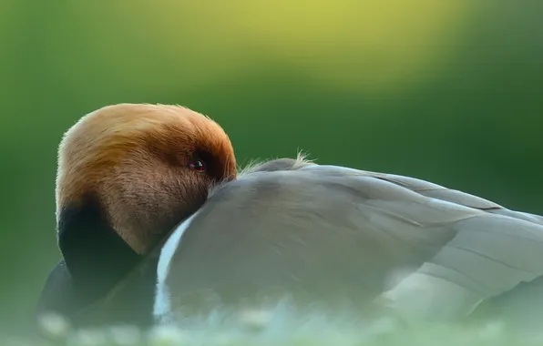 Макро, природа, птица