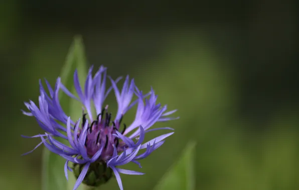 Картинка зелень, Purple, Spikes