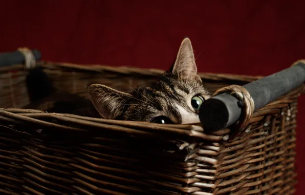 Картинка кошка, кот, взгляд, морда, корзинка, выглядывает